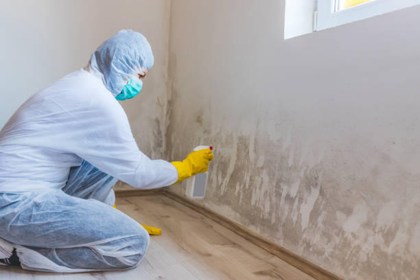 Licensed Black Mold Removal service in Delta, PA - WQB Mold Removal
