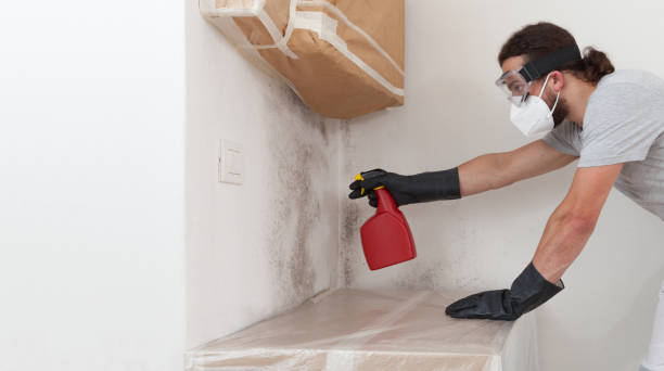 Professional Black Mold Removal technician working in Delta, PA